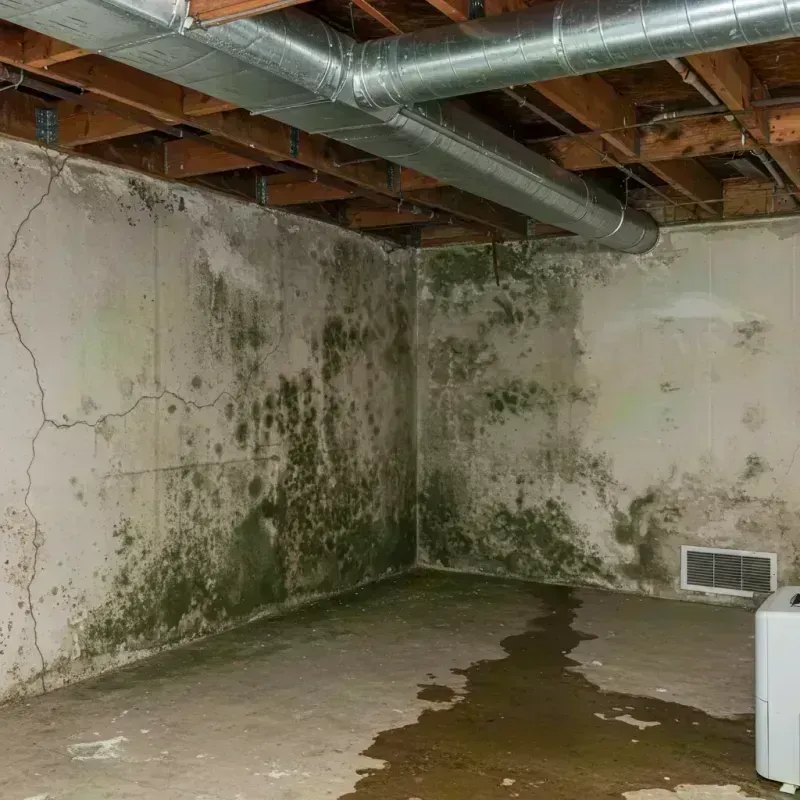 Professional Mold Removal in Hartshorne, OK